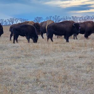 Meet your Posher, Josie